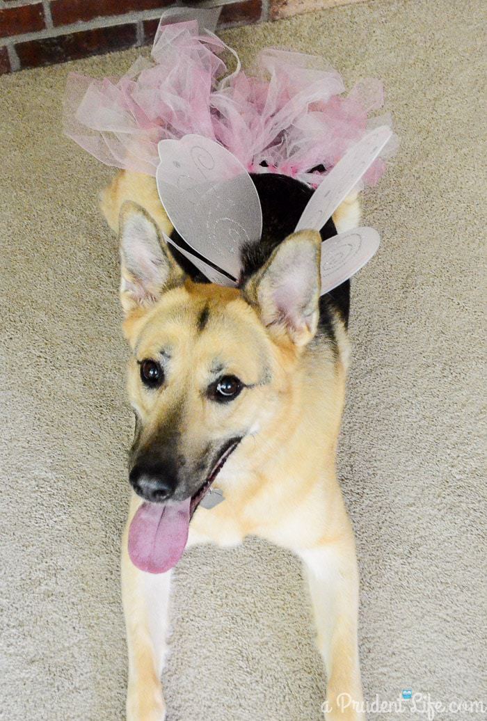 Inexpensive Dog Costumes for Halloween 