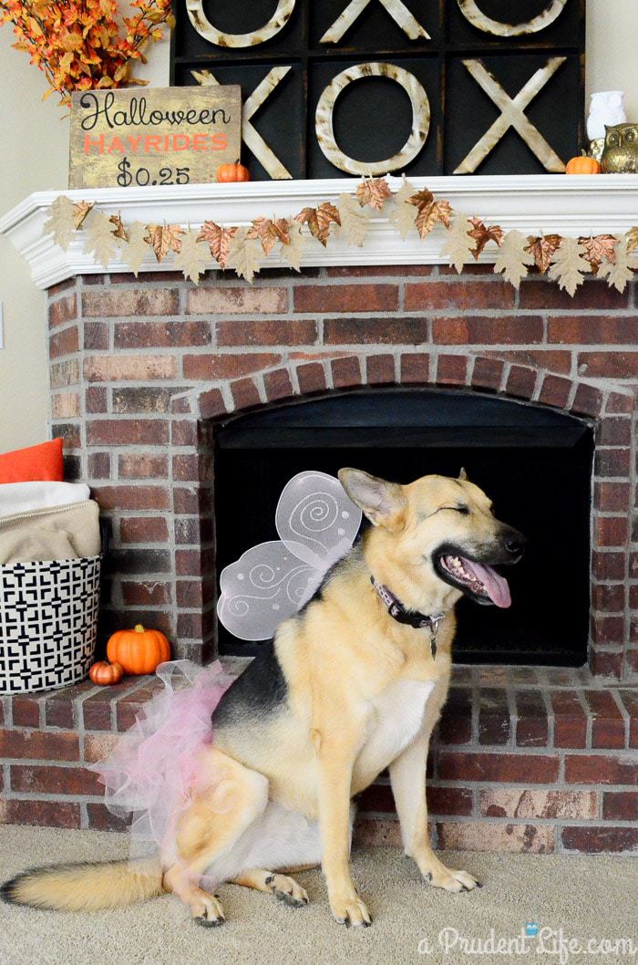 Inexpensive Dog Costumes for Halloween 