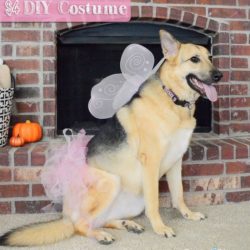 Inexpensive Dog Costumes for Halloween