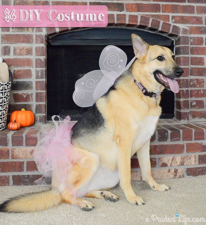 Inexpensive Dog Costumes for Halloween