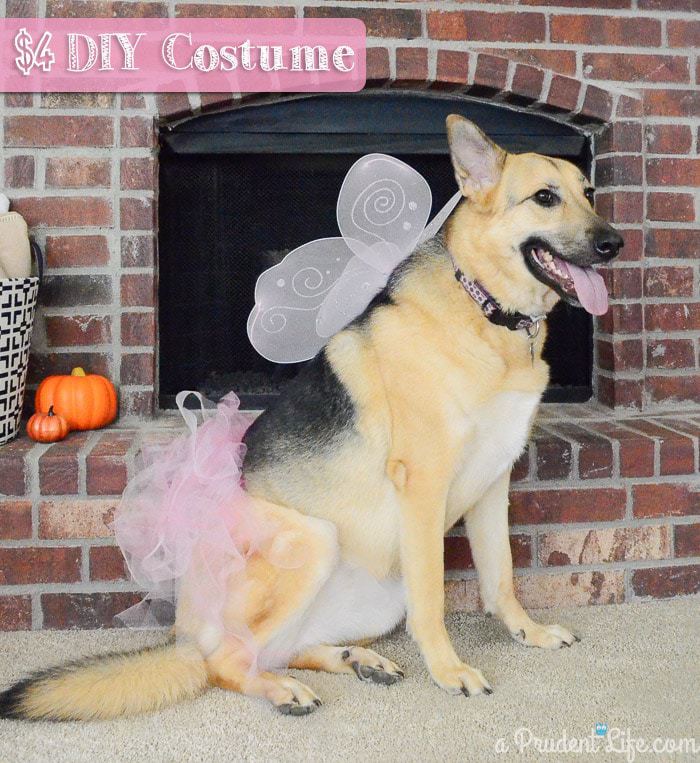 Inexpensive Dog Costumes for Halloween 