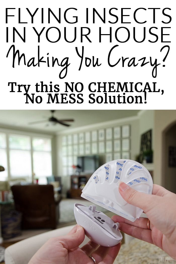 Flies & Gnats Inside Your House Making you CRAZY? Get rid of indoor flying insects with this simple & affordable solution!