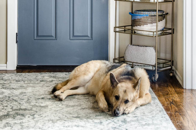 German Sheperd on Rug in Entry