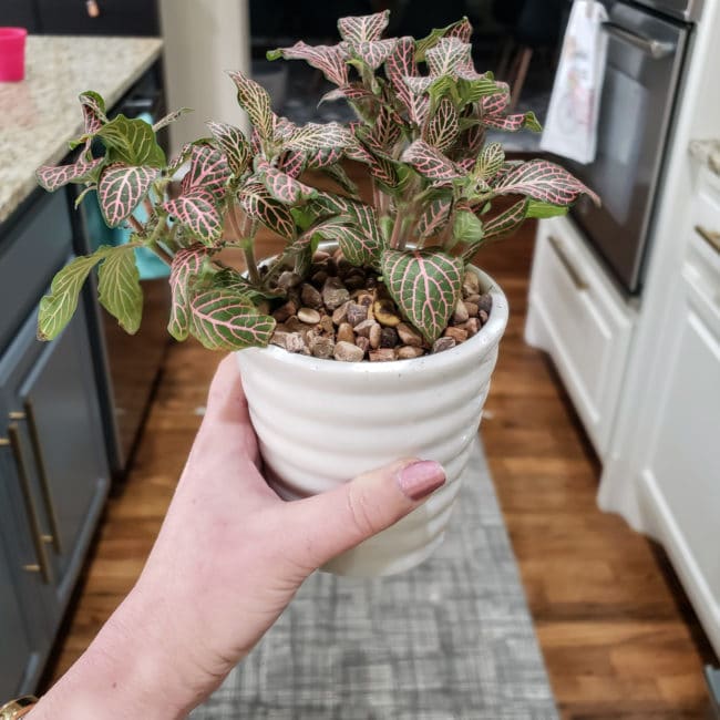 Indoor plant in a white ceramic pot - How to Decorate Your House With Plants