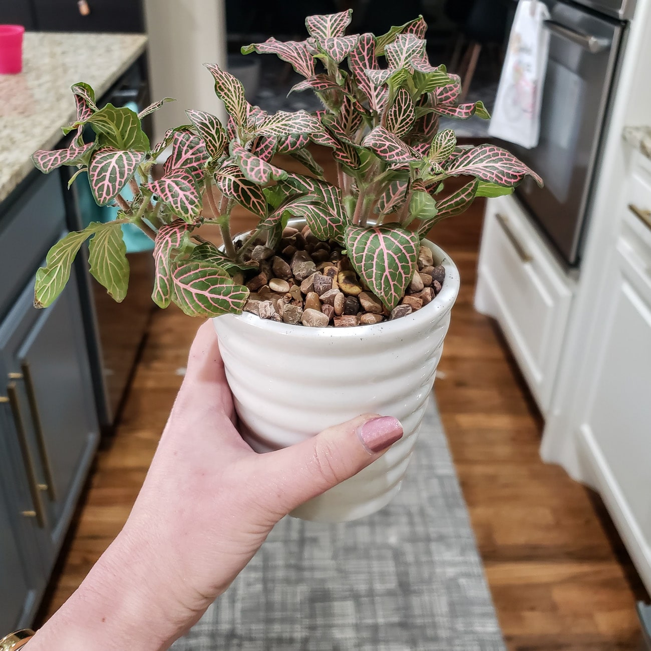Indoor plant in a white ceramic pot