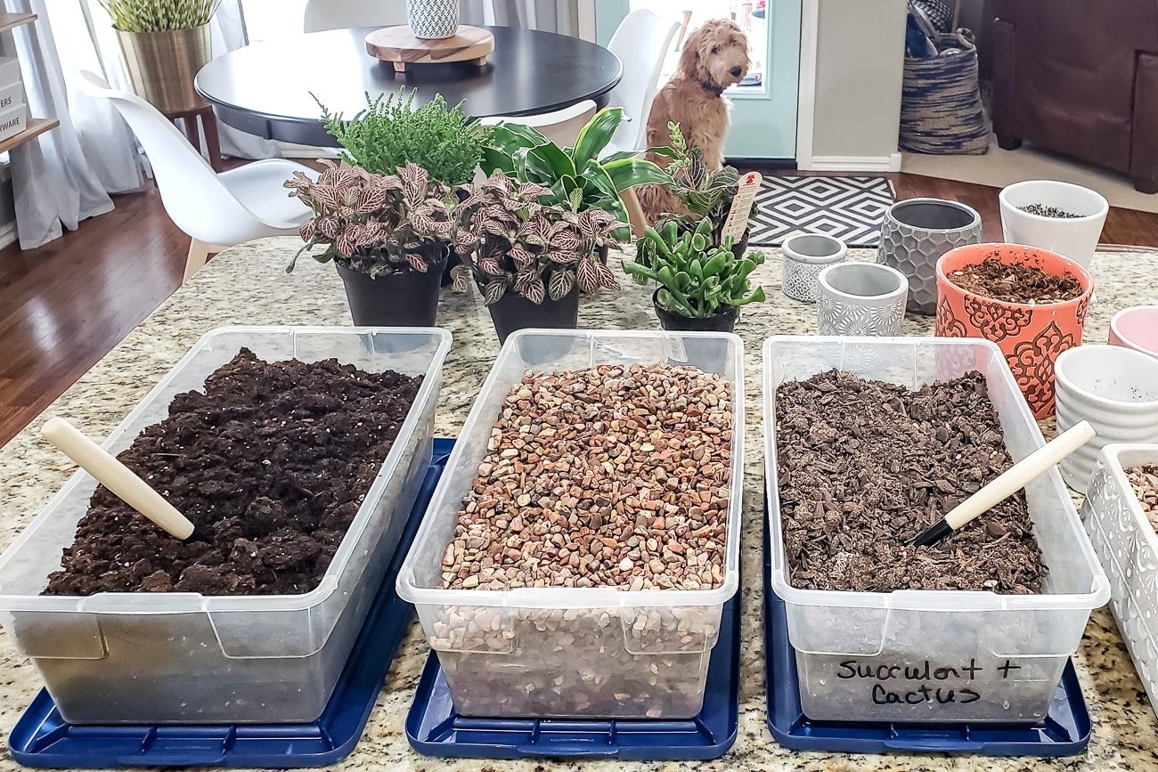 Potting soil and pebbles in plastic containers on kitchen counter - tips for keeping plants alive