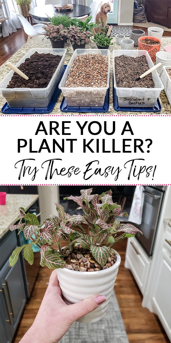 Are you a plant killer? Try these Easy Tips for Decorating with Plants! (Text over image of soil and plants)