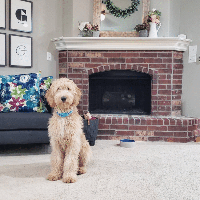 6 month old Goldendoodle in front of spring fireplace