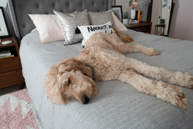 goldendoodle on bed