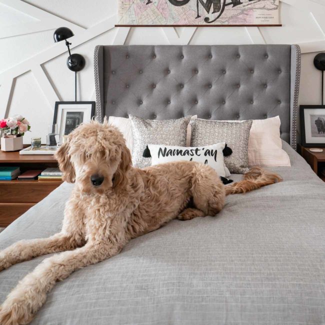 goldendoodle on grey bed