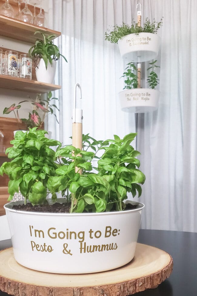 white planter of basil on table