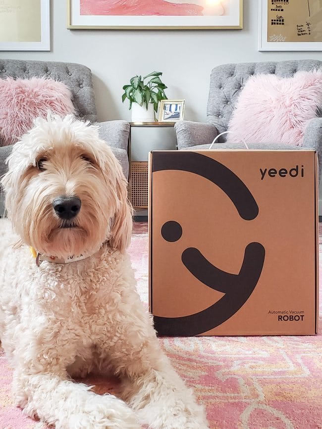 golden doodle dog next to unopened cardboard box labeled yeedi