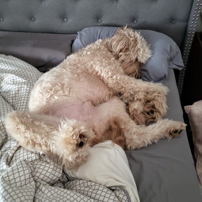 Golden Doodle Sleeping in Bed with  Grey Bedding